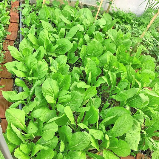 Cải bẹ xanh mỡ- 20g- Green Mustard seeds