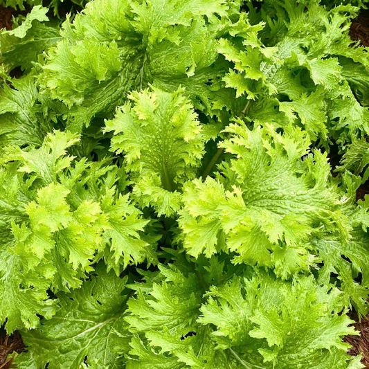 Cải wasabi xanh lai f1-green wasabi seeds