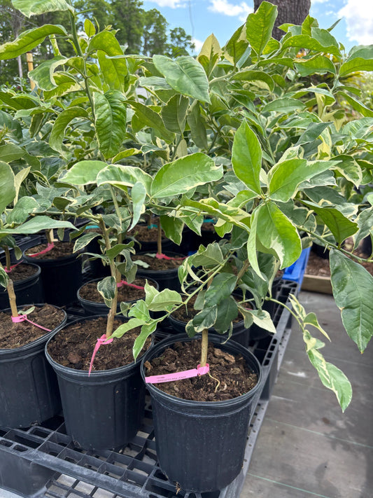 Variegated Minneola Tree