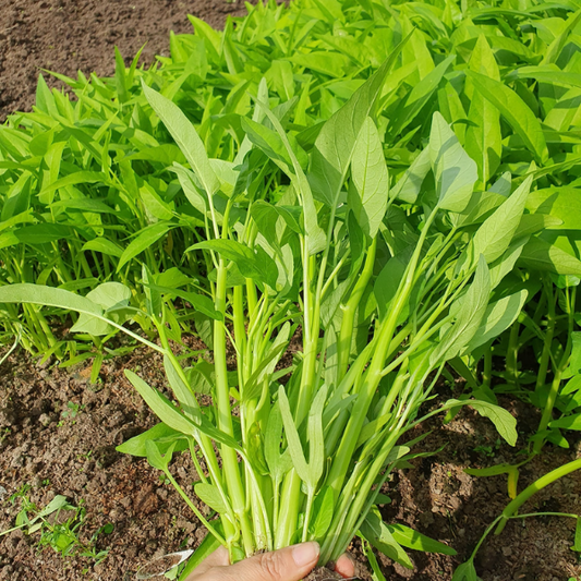 Rau muống lá lớn-50g-Large-Leaf Water Spinach