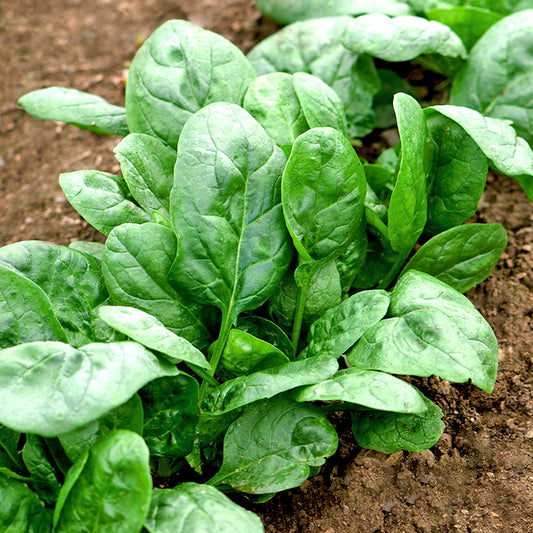 Cải bó xôi OP- 20g-spinach