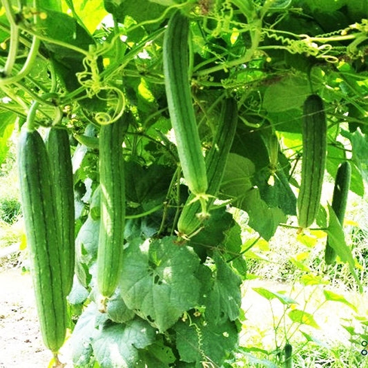 Mướp hương lai f1-1g-Fragrant Sponge Gourd