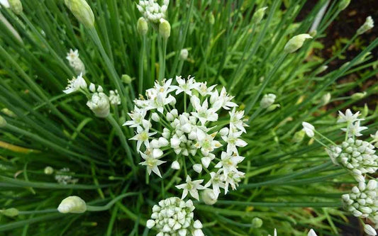 Hẹ ăn bông-1g-Flowering Garlic Chives