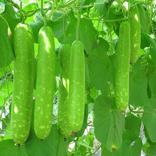 Bầu lai dài f1-10 hạt-  F1 Hybrid Long Bottle Gourd