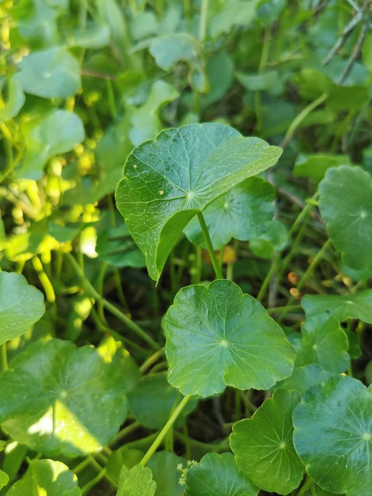 Rau má lá to-1g- Pennywort Seeds, Gotu Kola , Centella asiatica seeds