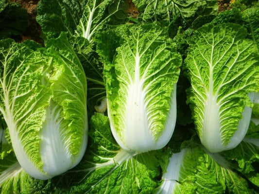 Cải thảo lai f1-0.5g-Napa Cabbage