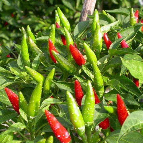 Ớt xiêm rừng-0.2g-Bird’s eye chili