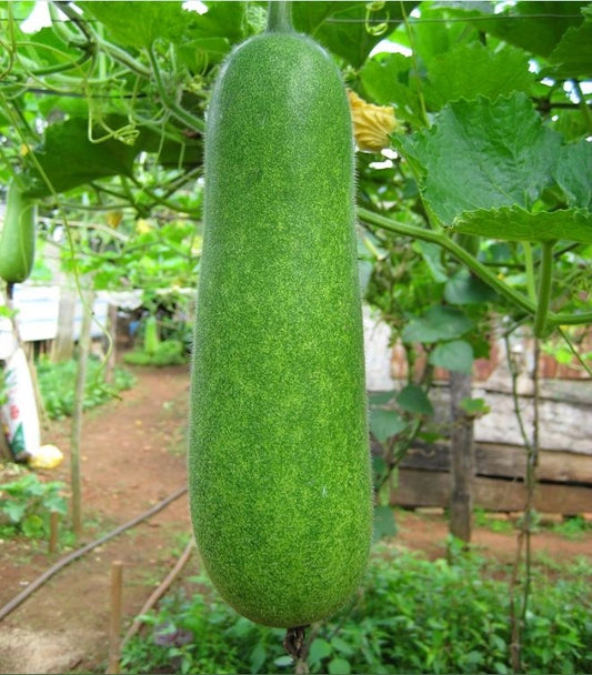 Bí đao chanh lai f1-0.2g-F1 Hybrid Lemon Winter Melon