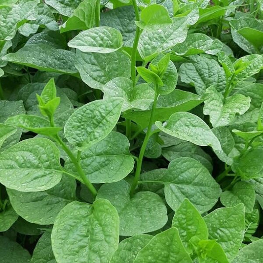 Mồng tơi lá to-20g-Large-Leaf Malabar Spinach
