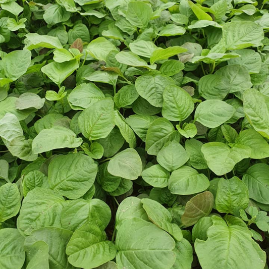 Rau dền xanh lá tròn-20g-Green Round-Leaf Amaranth