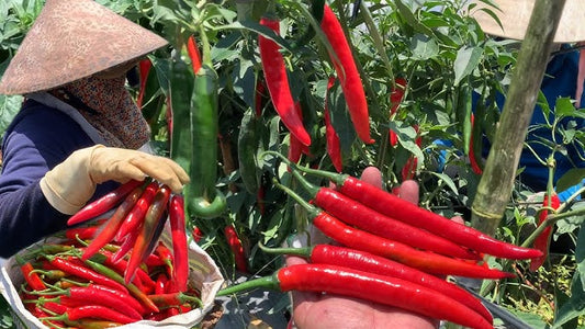 Ớt sừng-0.2g-Chili pepper