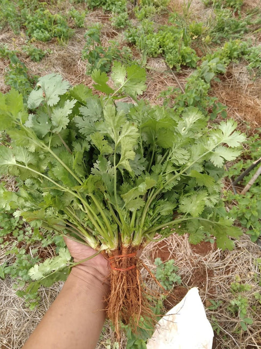Ngò hạt lớn chịu nhiệt-20g-Big Seeded Coriander