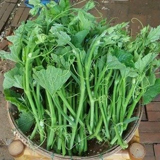 Mướp hương siêu đọt-t-Loofah Gourd tips Seeds-5g