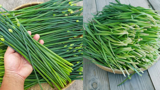 Hẹ-1g-Garlic Chives