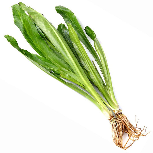 Ngò gai-5g-Culantro