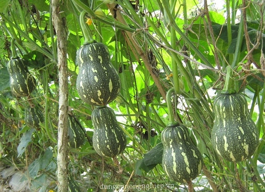Bí đậu ăn non KATORA-1g- Baby Squash/ Pumpkin seeds