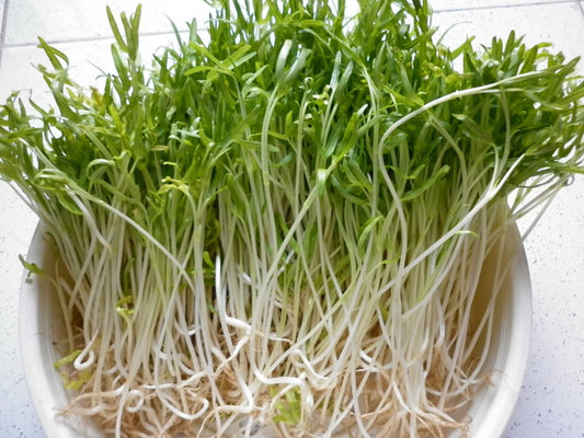 Mầm rau muống-50g-Water Spinach Sprouts