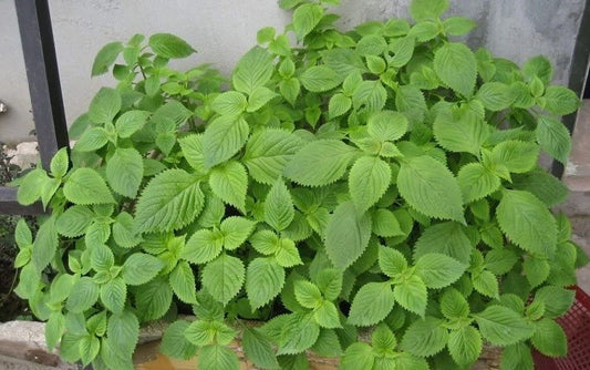 Rau kinh giới-1g-Vietnamese Balm