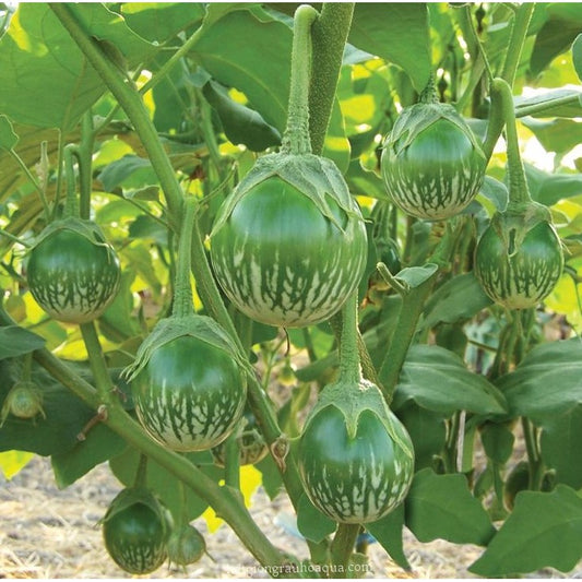 Cà dĩa da xanh-Green Thai Eggplant-0.5g