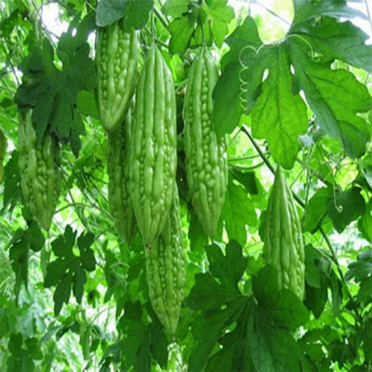 Khổ qua lai F1- rado 316- F1 Hybrid long Bitter Melon seeds-2g