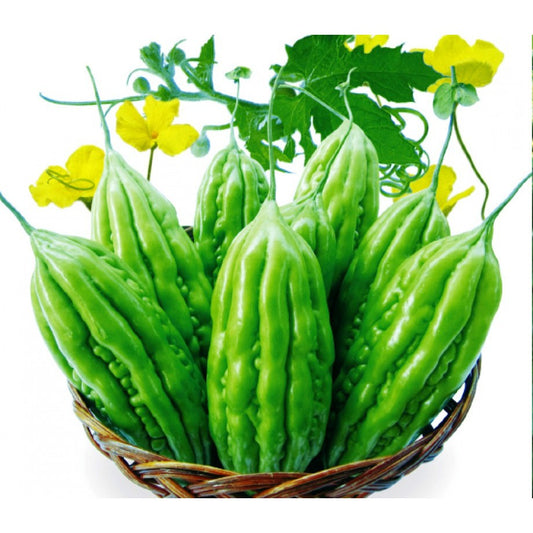 Khổ qua lai F1-rado 09 (mướp đắng)F1 Hybrid Bitter Melon seeds-2g