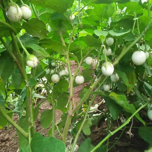 Cà pháo trắng-White Thai Eggplant-0.5g