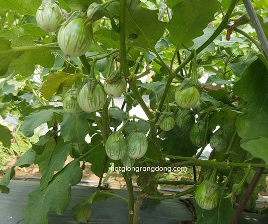 Cà ngọt-Thai Green Eggplant Seeds-0.5g