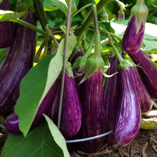 Cà tím lai f1-0.5g- f1 Purple Eggplant