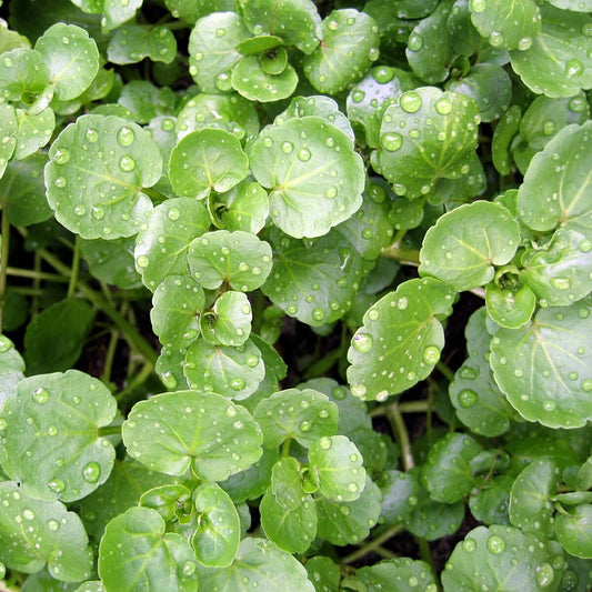 Xà lách xoong mỹ-1g-American Watercress