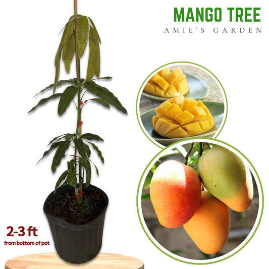 Mango Tree- Carrie Mango- Xoai