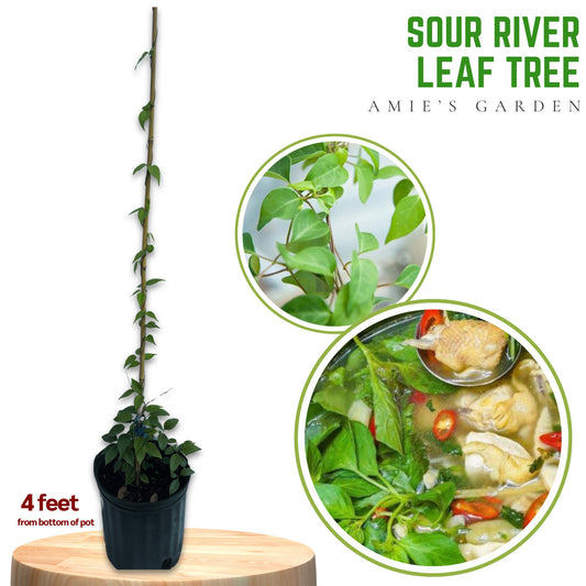 Sour River Leaf Vine - Cay La Giang