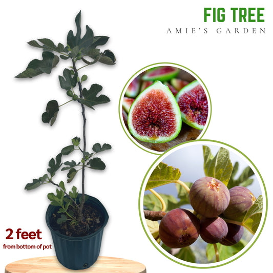Fig Tree