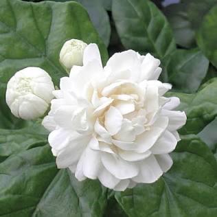 Duke Jasmine Flower Plant- Hoa Lai Kep