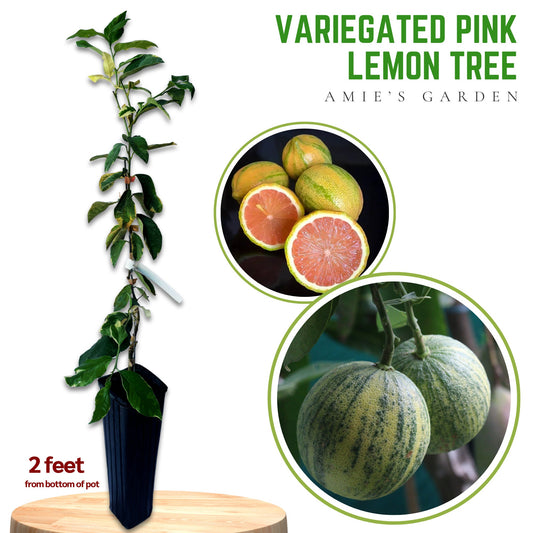 Variegated Pink Lemon Tree