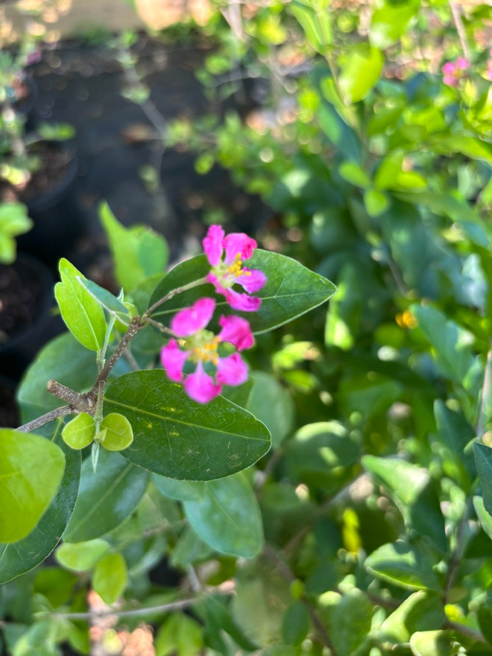 Barbados Cherry Tree- Sori VN
