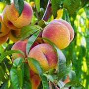 Peach Tree- Dao Tropic Beauty