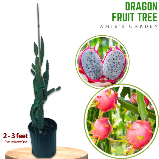 Dragon Fruit Tree- Thanh Long