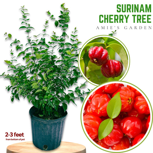 Surinam Cherry Tree - 5gallon- Sori An Do