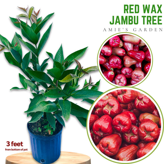 Red Wax Jambu Tree