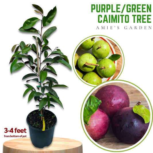 Caimito Tree- Vu Sua