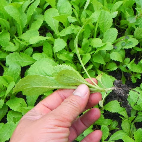 Cải xanh ăn non-20g-Baby Mustard Greens seeds