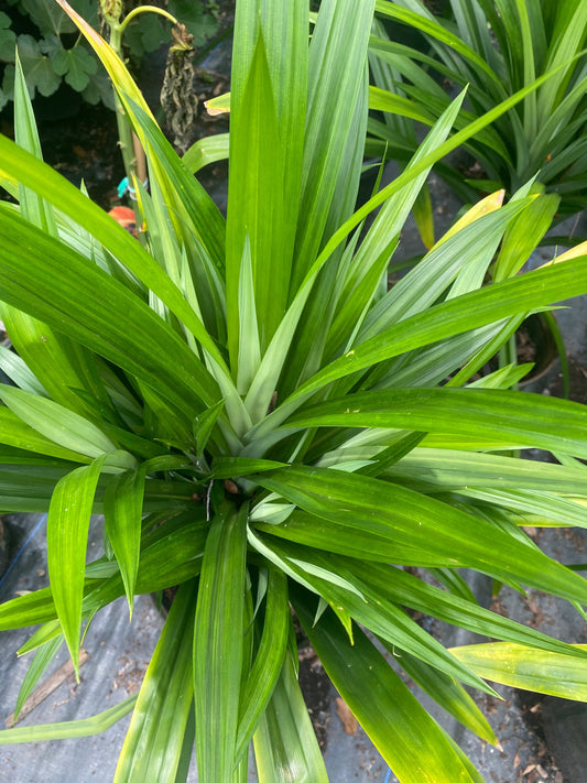 Pandan Plant- Cay La Dua