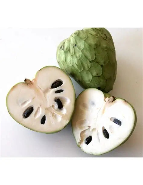Cherimoya Tree- Custard Apple Tree- Mang Cau Nam My