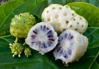 Noni Plant- Cay Nhau