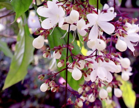 Chains of Glory Flower Plant - Hoa Da Ngoc Minh Chau
