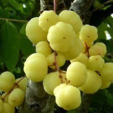 Gooseberry Tree-5 gallon- Chum Ruot