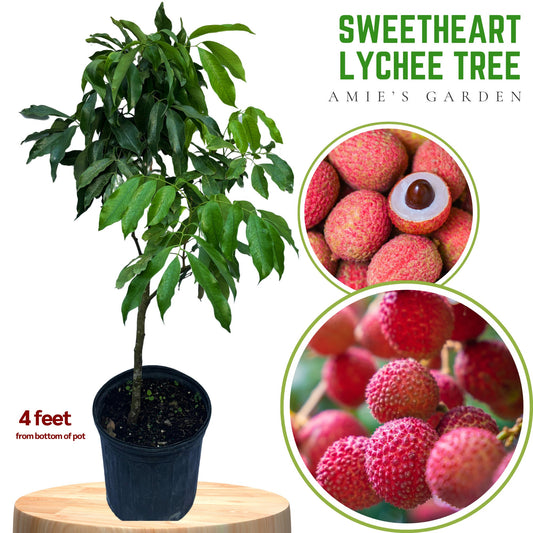 Lychee Tree -Sweetheart- Cay Vai