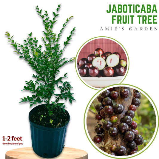 Jaboticaba Fruit Tree- Nho Than Go