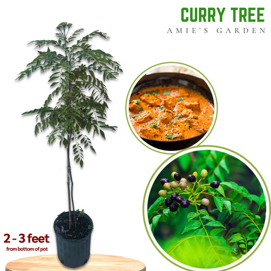 Curry Leave- Cay Ca Ri