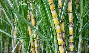 Sugarcane Tree - Bareroot purple Sugarcane- Mia